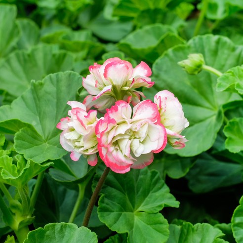 향기로운 행복을 집으로, 애플블로썸 제라늄!