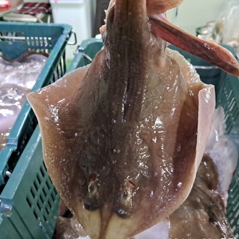 국내산 생물 간재미 1kg (1-3미내외) 2kg 인천 생간재미 횟감용 무침