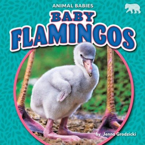Baby Flamingos Library Binding, Bearcub Books, English, 9781647474683