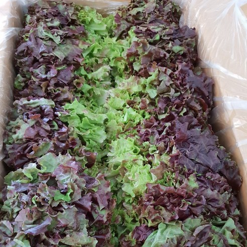 강원도 삽당령 고랭지 노지재배 상추 적상추 꽃상추 쌈채소 당일수확발송, 2kg, 1개