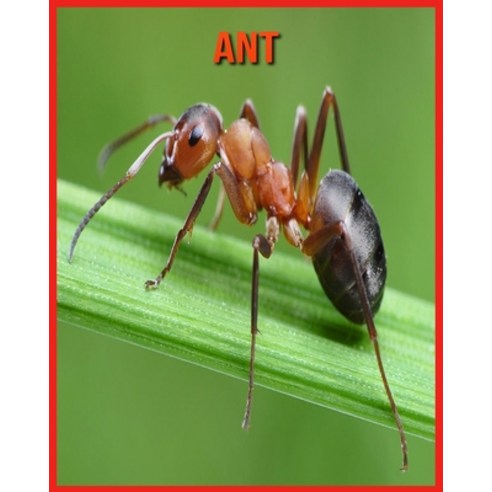 Ant: Amazing Pictures & Fun Facts on Animals in Nature Paperback, Independently Published, English, 9798706809225