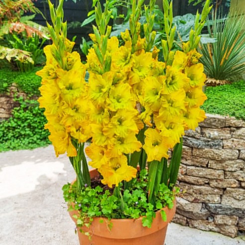 글라디올러스로 삭막한 베란다를 화려하게 변신