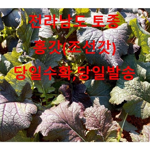 전라도 토종 홍갓 2kg 4kg 전라남도 무안 황토밭.당일 수확 발송, 1개, 전라도 토종 홍갓 4kg