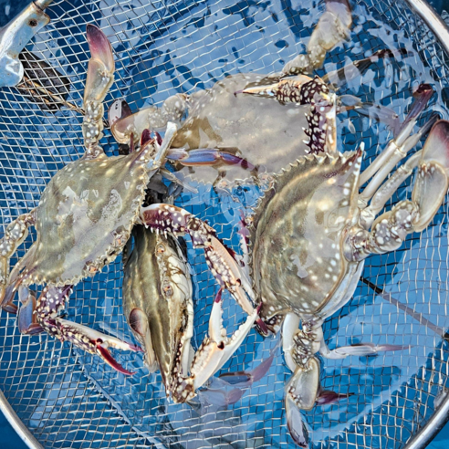 오늘잡은 서해안 활 암꽃게 알배기, 1박스, 활 암꽃게 2kg (8~12kg)
