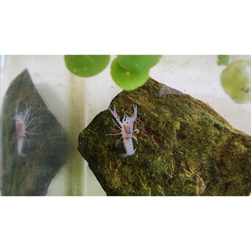 푸른빛 신비, 나만의 작은 우주를 만들고 싶다면? 블루 가재 키우기 완벽 가이드 블루크로우가재