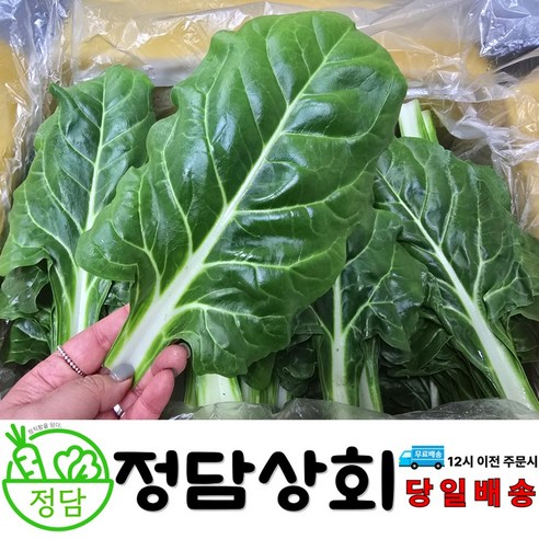 [ 정담상회 ] 국내산 근대 1kg , 2kg , 4kg 내외 쌈채소 스무디용