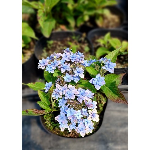 제주 겹 산수국으로 칙칙한 공간에 생기를 불어넣으세요!