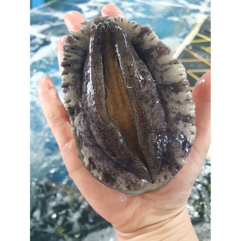 [전복누리]100% 완도 활전복 10-12마리 1kg (대 선물용) 산지직송, 1개, 11-12미 1키로