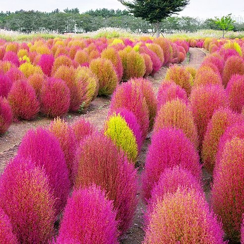 [OKㅣ강추] 모야모 꽃씨 홍댑싸리 20립: 화려한 정원을 위한 필수품 [OKNOWㅣ추천상품]