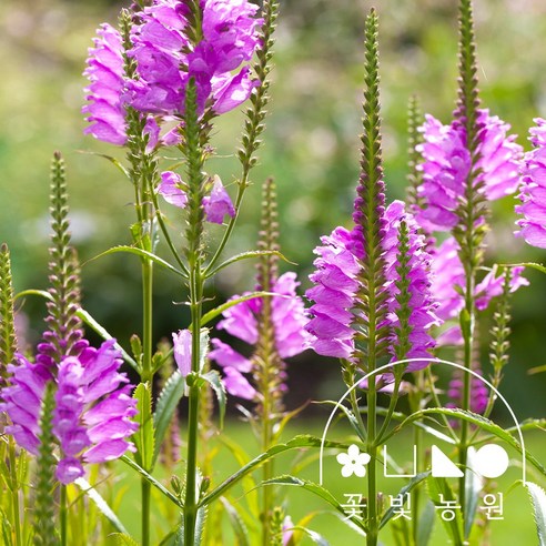 꽃빛 농원 꽃범의 꼬리 3칩 포트 야생화 모종 1개 여우꼬리맨드라미 꽃빛 농원 꽃범의 꼬리 3칩 포트 야생화 모종 1개 여우꼬리맨드라미