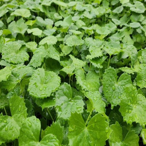 싱그러운 봄, 곰취 모종으로 식탁에 건강을 더하세요.