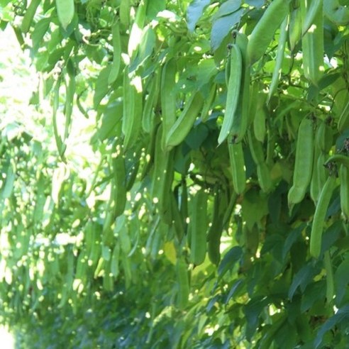 향긋한 고소함으로 속 편안하게, 참새미 햇 볶은 작두콩차!