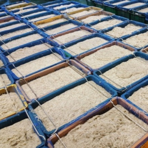 봄의 미각을 깨우는 신선한 제철 실치