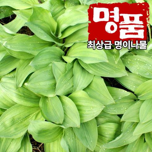 [산지직송] 강원도 명이나물 생명이 명이잎 산마늘