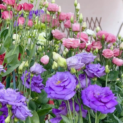 당신의 공간을 싱그럽게 채울 마법, 리시안셔스 씨앗으로 시작하는 꽃의 향연