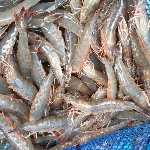 국내산 흰다리새우 새우 급냉 활, 흰다리새우 급냉 1kg, 1개
