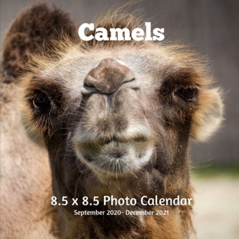 Camels 8.5 X 8.5 Calendar September 2020 -December 2021: Monthly Calendar with U.S./UK/ Canadian/Chr... Paperback, Independently Published