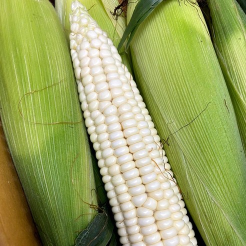 강원도 미백 찰옥수수 10개 20개 30개 50개, 강원도 찰옥수수 10개