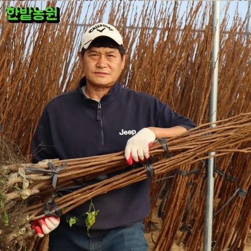 탐스러운 결실을 기다리며: 감나무 묘목 선택의 기쁨 감나무