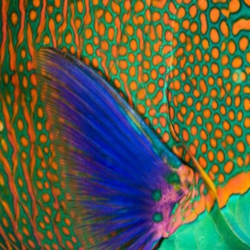 Posterazzi Indonesia Close-Up Of Parrotfish Scales And Pectoral Fin Komodo Poster Print (36 x 24), 1개