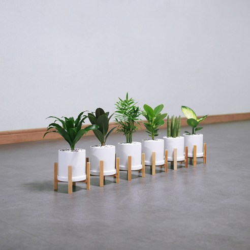 꽃피우는청년 실내에서 키우기 쉬운 공기정화식물 (무광 원형 화분 + 우드 스탠드), 화이트, 테이블야자