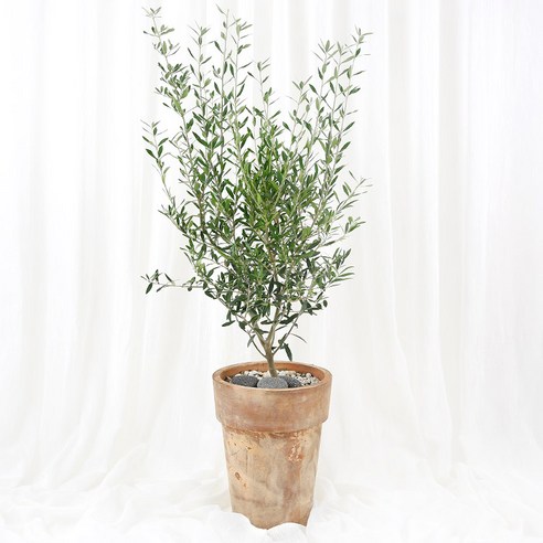 99플라워 (당일수령) 빈티지 감성 올리브나무 [ST-D749] 승진 관엽 축하 화분 공기정화식물 배달