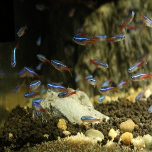 어둠을 밝히는 한 줄기 빛, 네온 테트라와 함께하는 행복한 아쿠아 라이프