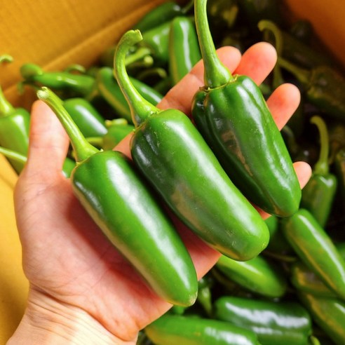제주 생 할라피뇨고추 퍼펙토 퍼펙트품종, 1개, 3kg