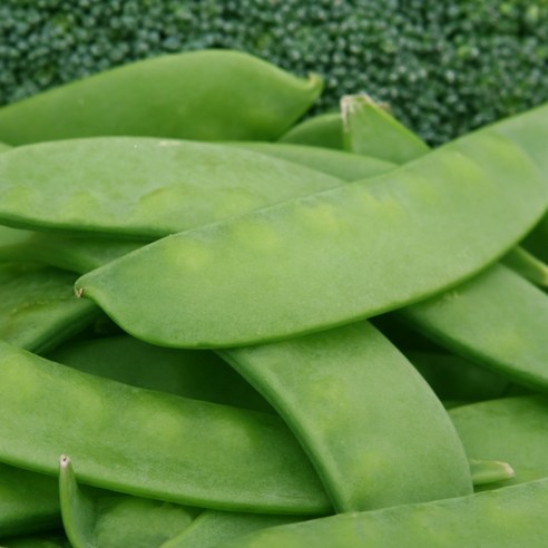 황금빛 건강을 담은 유기농 작두콩차 한 잔으로 일상에 활력을 더하세요.