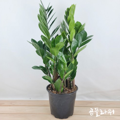 곰플라워 금전수 중품 45cm 돈들어오는금전수, 1개