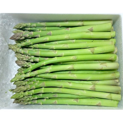 수입산 생 아스파라거스 500g 1kg asparagus 중간크기 당일수확 친환경재배 국산아스파라거스 아스파라거스국산 아스파라거스생, 1개