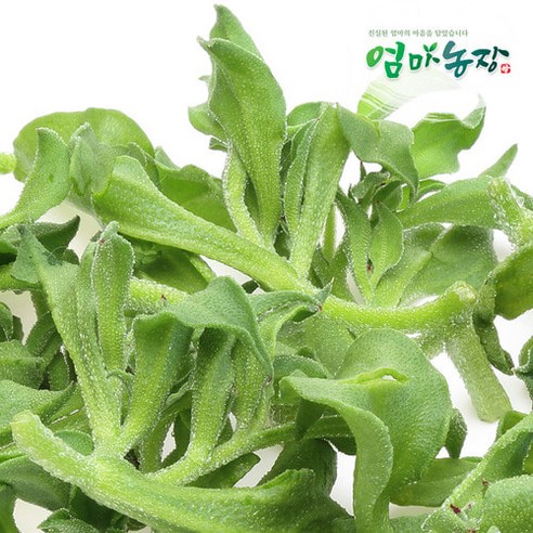 무농약 아이스플랜트: 자연의 신선함을 담은 건강한 선택 아이스플랜트