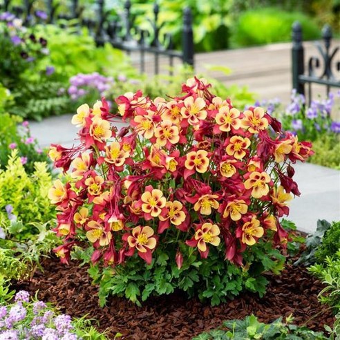 삭막한 일상에 싱그러운 생기를! 매발톱 모종 하나로 만드는 나만의 작은 정원 매발톱