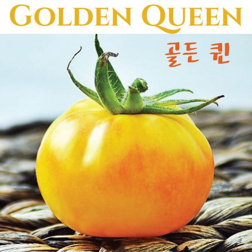 꿀비마켓 당일수확 완숙 찰 토마토 5kg 3kg (못난이) 주스용, 대과 5kg, 1개 토마토상품권 11 골든 퀸 Golden Queen 큰토마토 달콤한 희귀토마토 교육체험용 세트