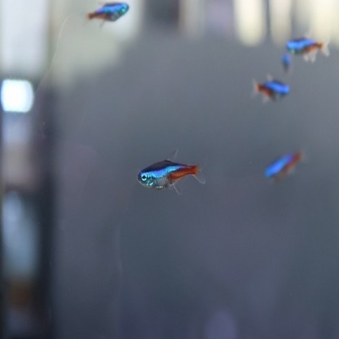 수조의 별빛, 네온 테트라와 함께하는 환상적인 경험