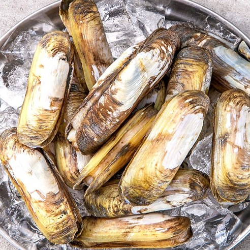 산지직송 순천만 자연산 별량 맛조개 500g (15~20개 내외), 단품 산지직송 순천만 자연산 별량 맛조개 500g (15~20개 내외), 단품