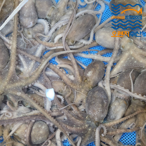 해남 뻘낙지로 만든 맛있는 구이와 탕