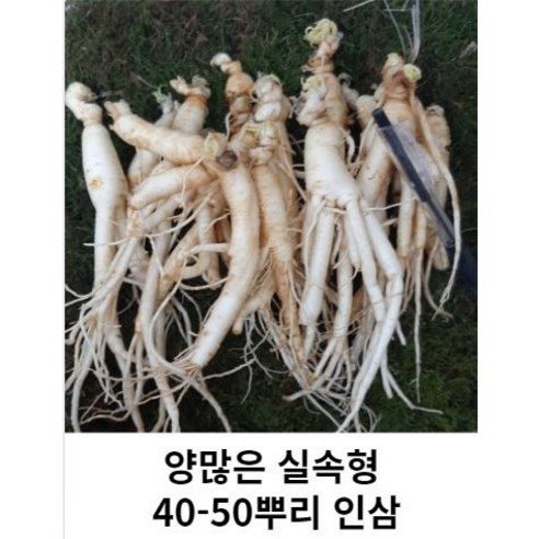 못난이 작은 파삼 세척못난이 40-50뿌리 금산인삼 수삼 파삼 가정용, 1kg 45-55뿌리세척 (0) +못난이대추(30g), 2개