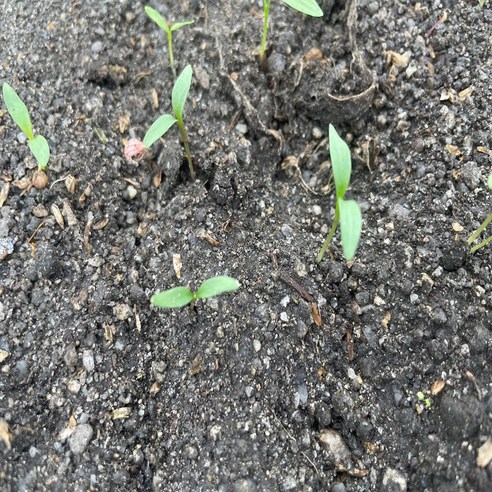 갓 수확한 국산 고수로 당신의 식탁을 특별하게!