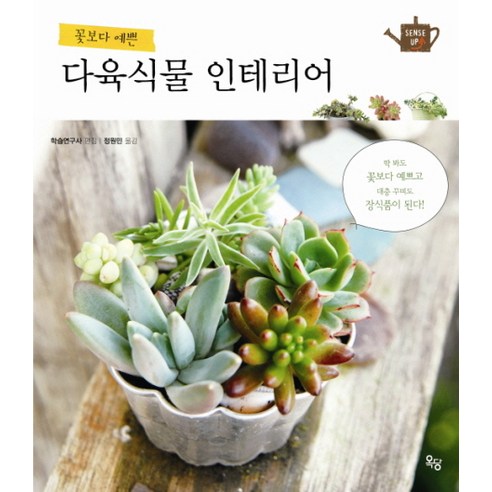 꽃보다 예쁜 다육식물 인테리어, 옥당