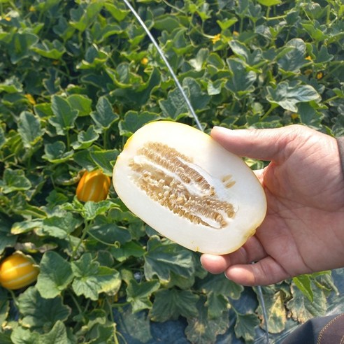 꿀 떨어지는 하루, 싱싱한 성주 참외로 시작하세요!