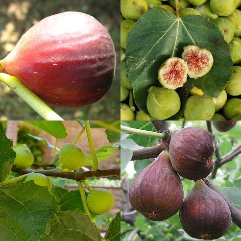 무화과나무, 자연의 달콤한 선물 충북농원