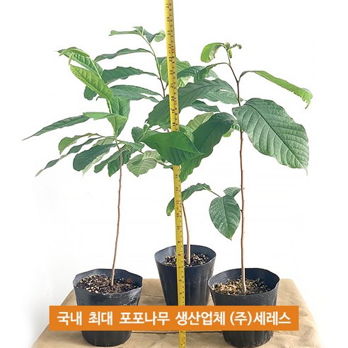 자연을 닮은 포포나무, 정원의 주인공