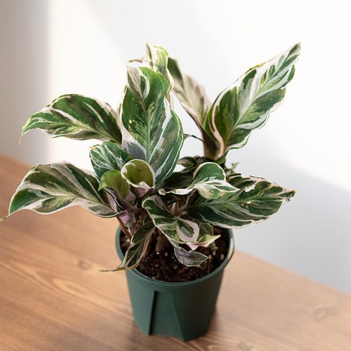 신비로운 아름다움과 공기 정화 효과를 동시에, 칼라데아 퓨전화이트