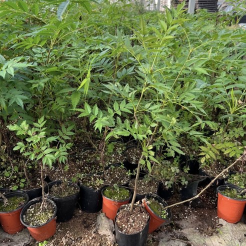 울릉도의 정기를 담은 마가목 묘목, 당신의 정원에 생기를 불어넣다 마가목묘목