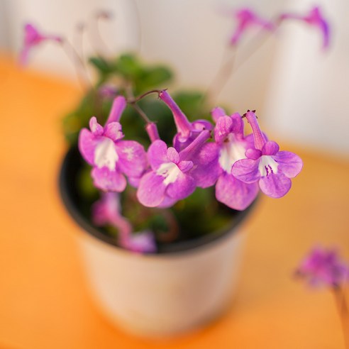 삭소롬으로 삭막한 일상에 보랏빛 힐링을 더하세요!