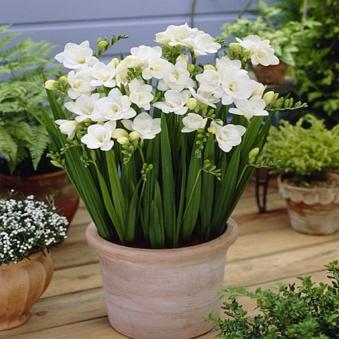 향긋한 프리지아, 당신의 일상에 행복을 더하세요