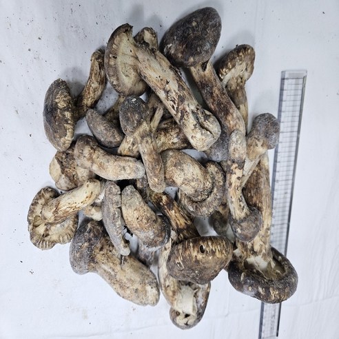 송이버섯 자연산 냉동 국내산, 1등급 1kg, 1개