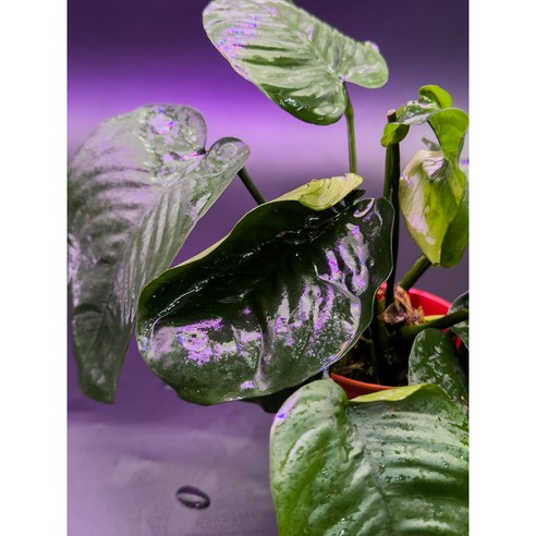 어항 초보도 OK! 힐링을 선사하는 아누비아스 나나