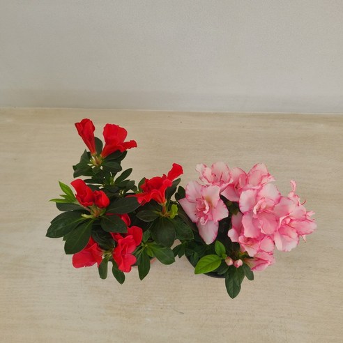 삭막한 공간에 생기를 불어넣는 철쭉, 초보도 쉽게 키우는 나만의 작은 정원